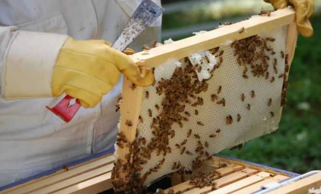 Προθεσμίες υποβολής αιτήσεων για Μελισσοκομικά Προγράμματα