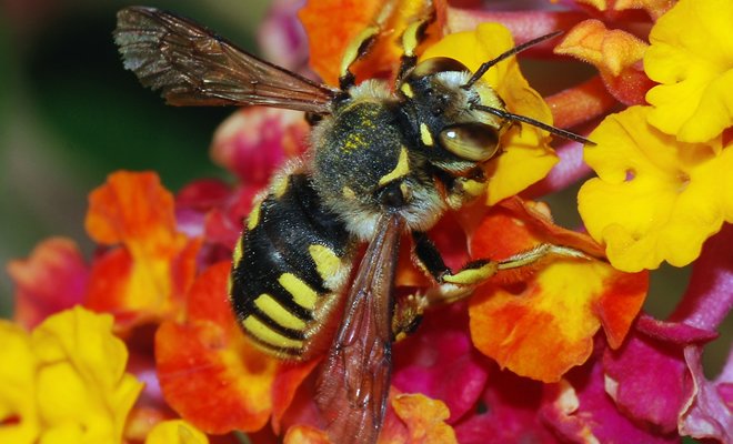 Μέλισσες: Το χρονικό μιας Εξαφάνισης