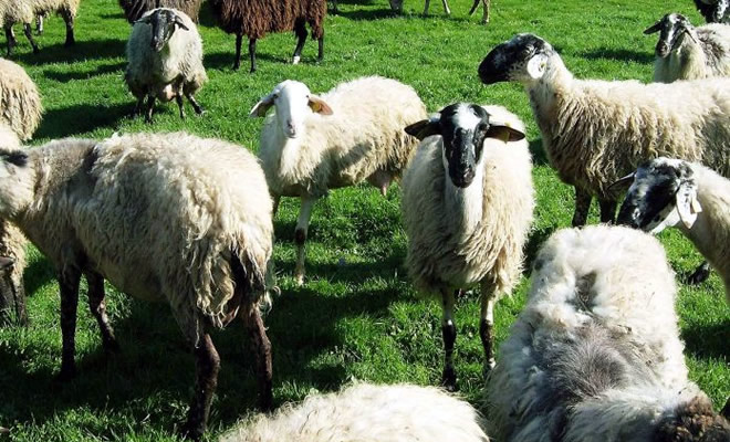Εντάσσονται 690 κτηνοτρόφοι στο «Πρόγραμμα Διατήρησης Αυτόχθονων Φυλών» με συνολικό προϋπολογισμό 34 εκατ. ευρώ