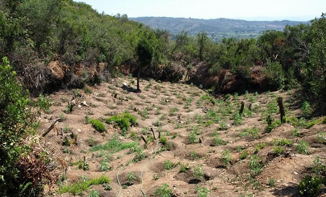 Ταυτοποιήθηκε Αλβανός υπήκοος, για την καλλιέργεια της φυτείας δενδρυλλίων κάνναβης, στην Μάνη