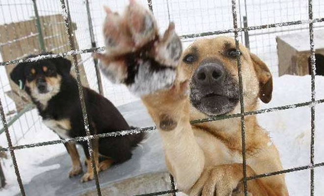 Δήμος Σπάρτης: Πρόσκληση προς υποβολή προτάσεων για την αναμόρφωση του Νόμου για τα αδέσποτα ζώα και τη προστασία τους