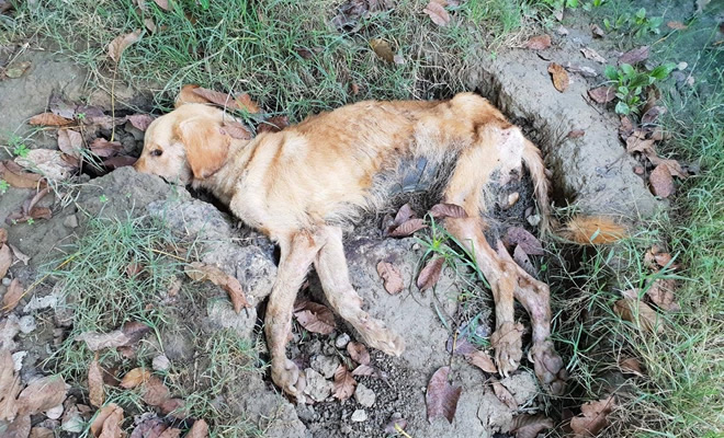 Κρανία και οστά σκύλων, πεταμένα νεκρά ζώα σε αποσύνθεση, τόνοι εντοσθίων για τροφή, σκηνές μεσαίωνα στο κυνοκομείο Σπάρτης