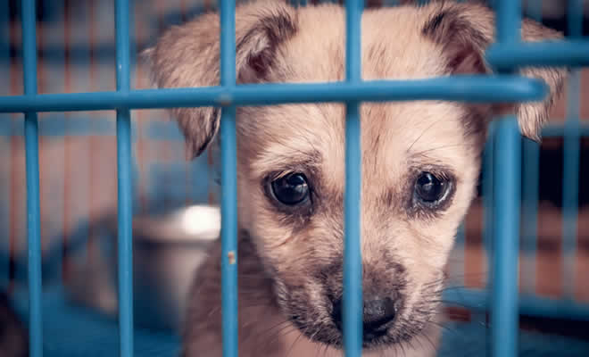 Δήμος Σπάρτης: Διαχείριση αδέσποτων ζώων συντροφιάς