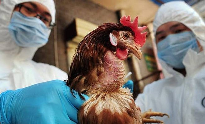 Προληπτικά μέτρα για την «Γρίπη των πτηνών»
