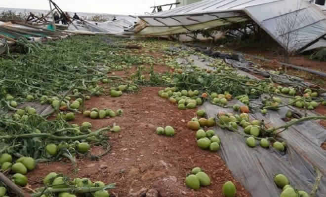 Μέχρι 23 Ιανουαρίου η υποβολή δηλώσεων στον ΕΛΓΑ για την πτώση αθηνολιάς – Εγκρίθηκαν οι αναγγελίες ζημιάς