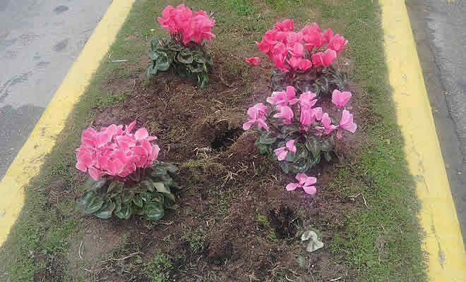 Δήλωση του Αντιδημάρχου Πρασίνου, με αφορμή το ξερίζωμα κυκλάμινων από τη νησίδα της οδού Λυκούργου