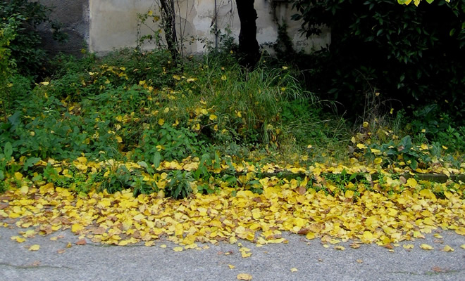 «Το κίτρινο χαλί», από τον Βαγγέλη Μητράκο