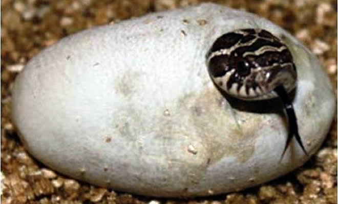 «Ακροδεξιά: Το φίδι ξαναγύρισε στο αυγό του», από τον Βαγγέλη Μητράκο