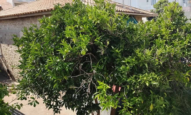 «Πουλάκι του Θεού» από τον Βαγγέλη Μητράκο
