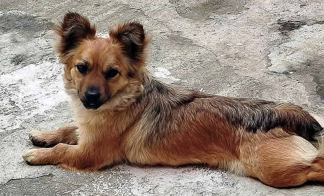 Χάθηκε Σκυλάκι στη περιοχή του Νέου Κόσμου στη Σπάρτη